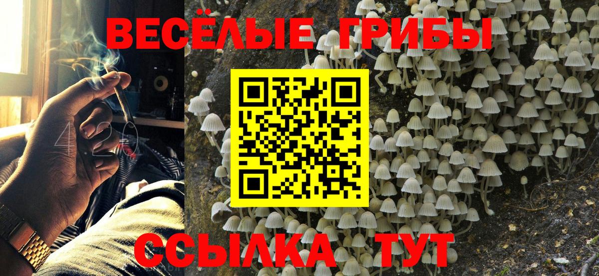 Псилоцибиновые грибы MAGIC MUSHROOMS  Вход с VPN  Алейск  продажа наркотиков  Псилоцибиновые грибы прущие грибы 
